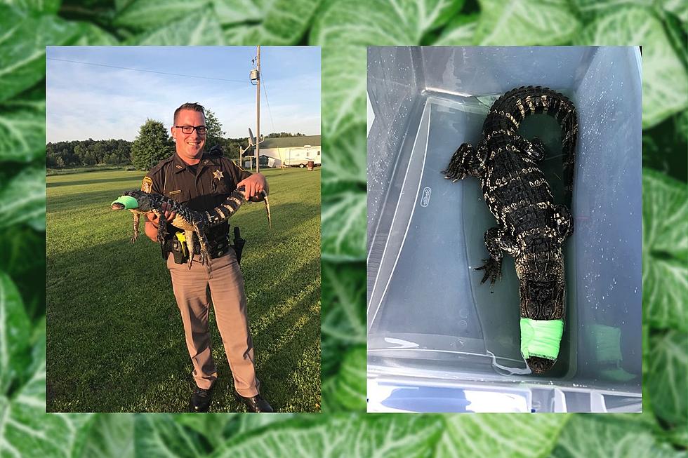 3 Foot Alligator Rescued From Michigan Backyard