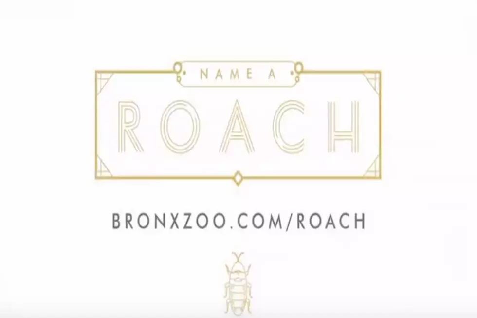 This Valentine&#8217;s Day&#8230;Name A Cockroach After Your Ex