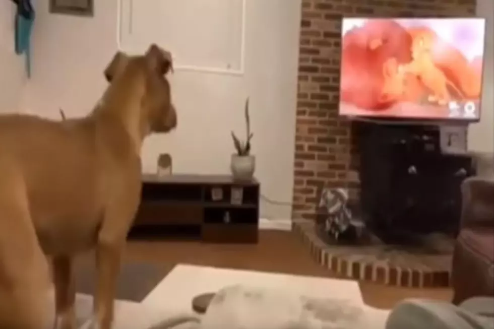 Dog Gets Sad Watching The Lion King [VIDEO]