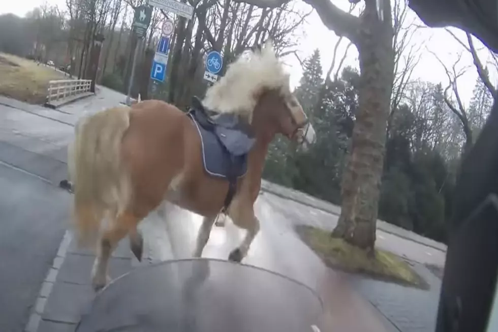 Walter The Runaway Horse  [VIDEO]