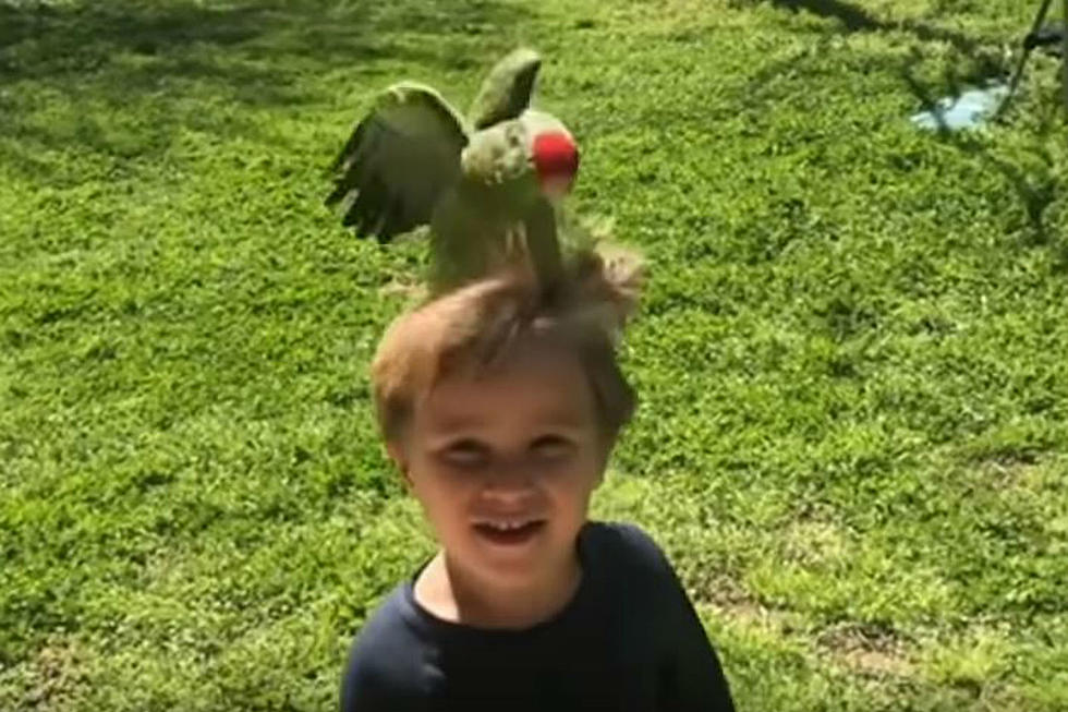 Parrot Follows This Kid Everywhere [VIDEO]
