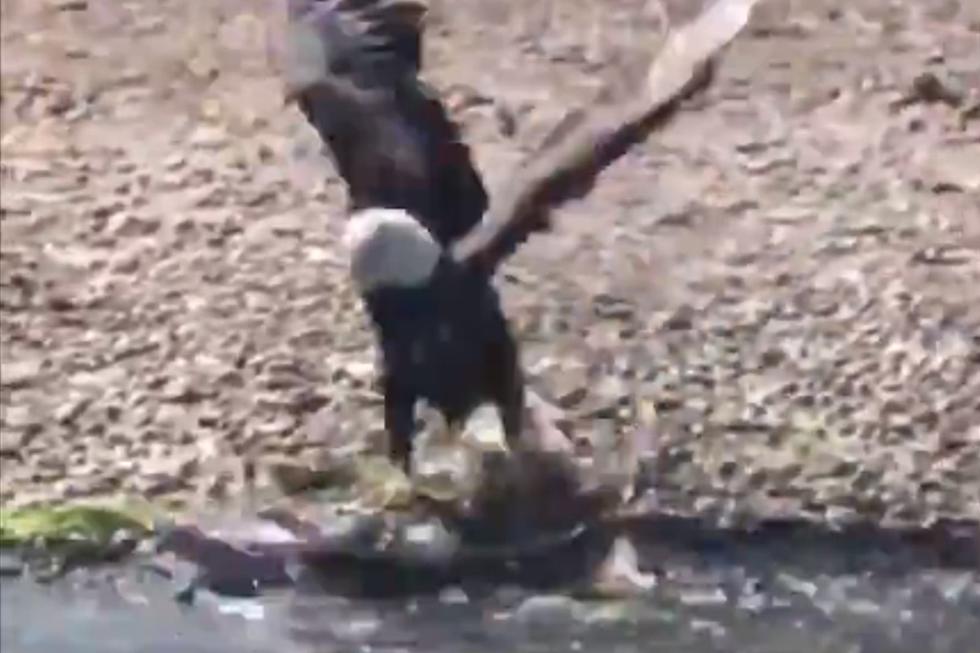 [WATCH] Bald Eagle Catches Huge Muskie on St. Croix
