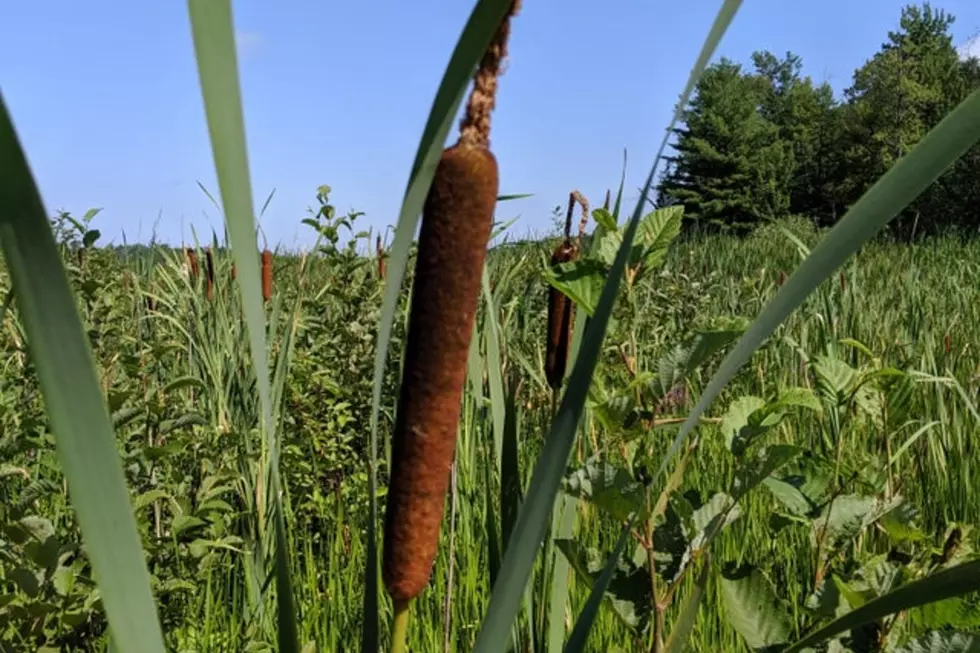 Pronto Pups Crop Almost Ready for MN State Fair Says Farmer