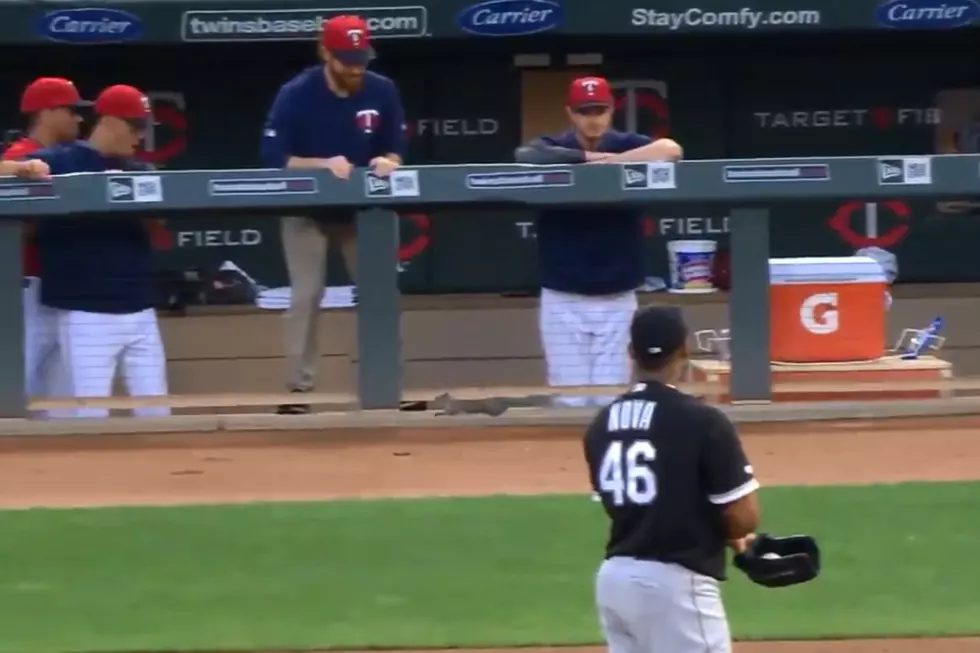 Twins Players Scramble Over Rogue Squirrel in Dugout [WATCH]