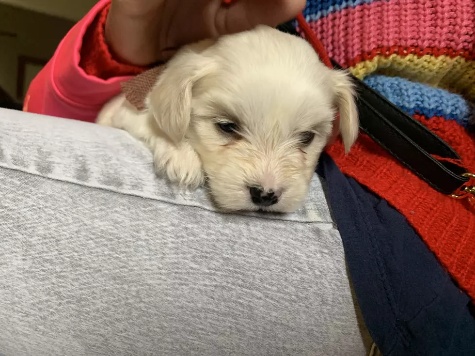 I Surprised My Daughter With a Puppy For Her Birthday