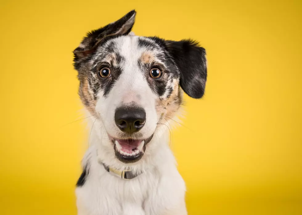 Sit! Shake! Smile! Your Dog’s Trick Could Win You $1,000 in New Contest!