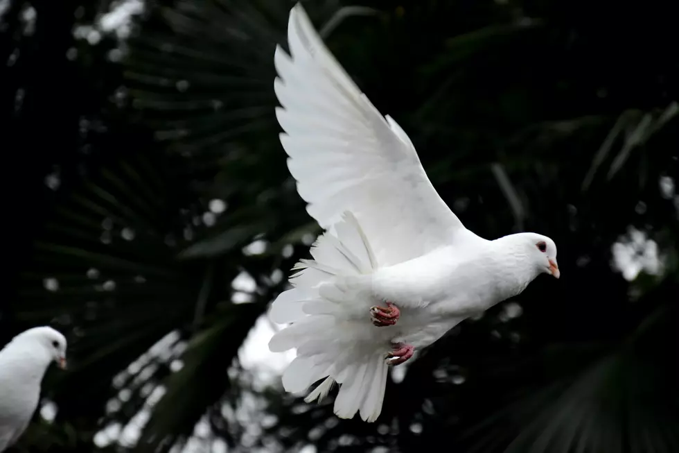 Prince’s 28-Year-Old Pet Dove, Divinity, Passes Away