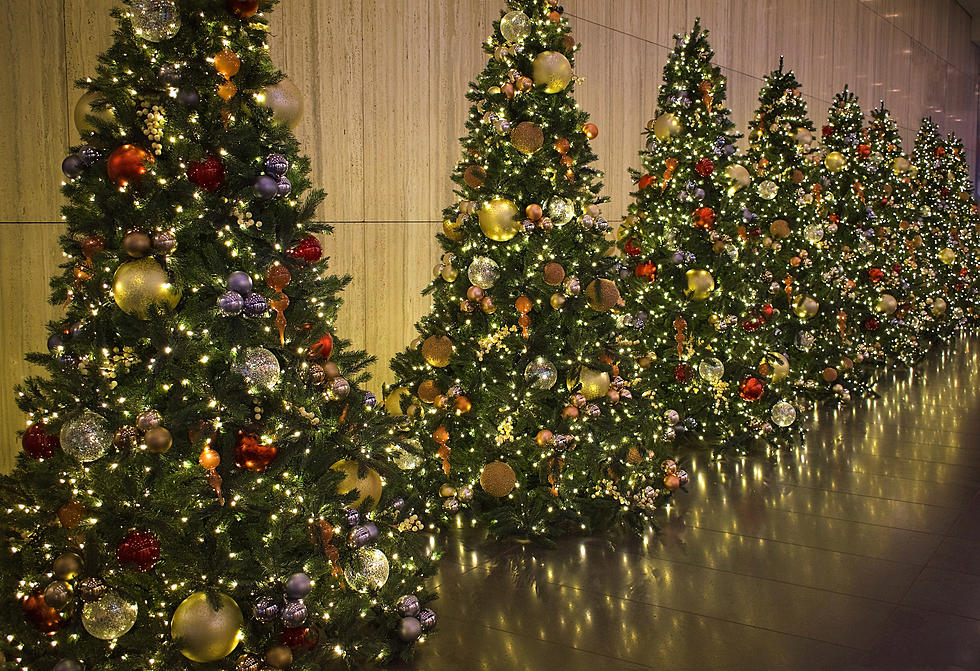 Hey Minnesota, It's OK to be Contentious Over Christmas Trees