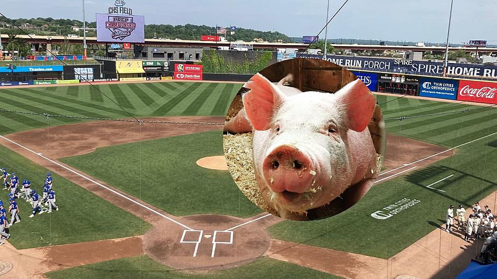 St. Paul Saints Want You To Name Their New Pig
