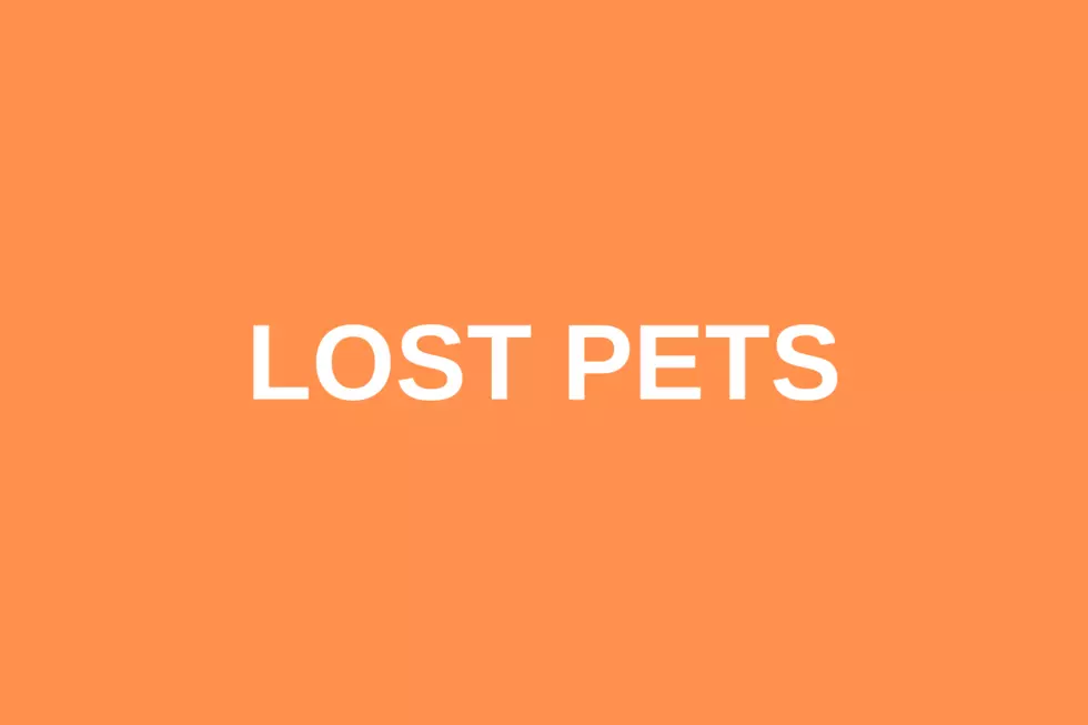 Missing Cat and Dog