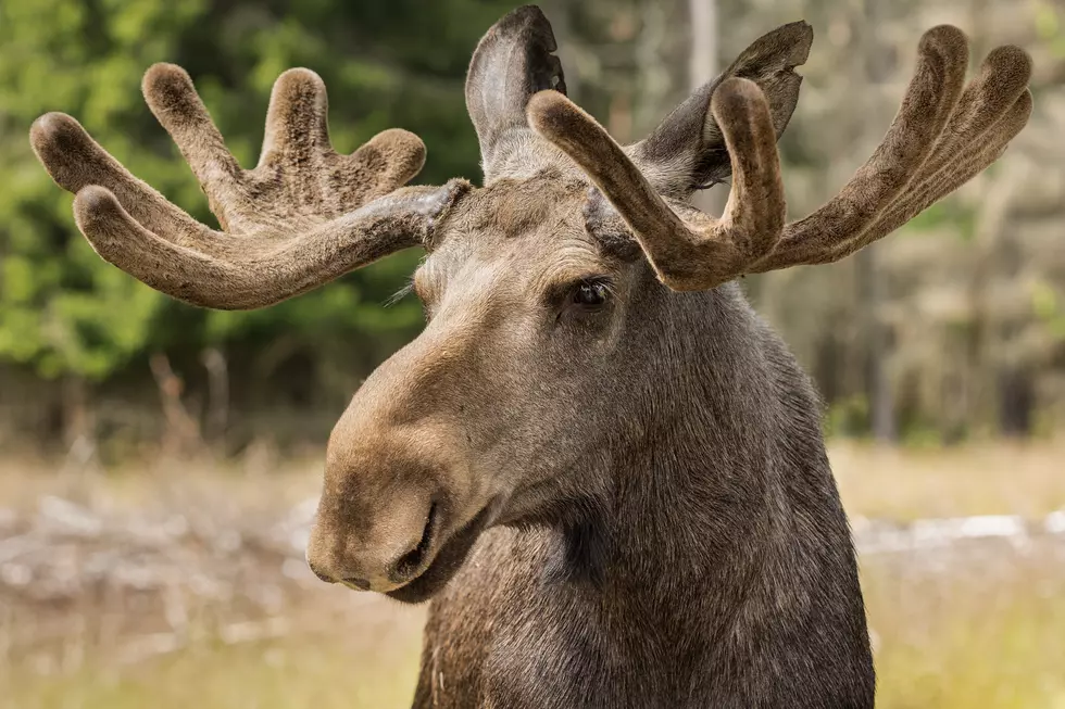Man Strikes Moose in Berkshire County