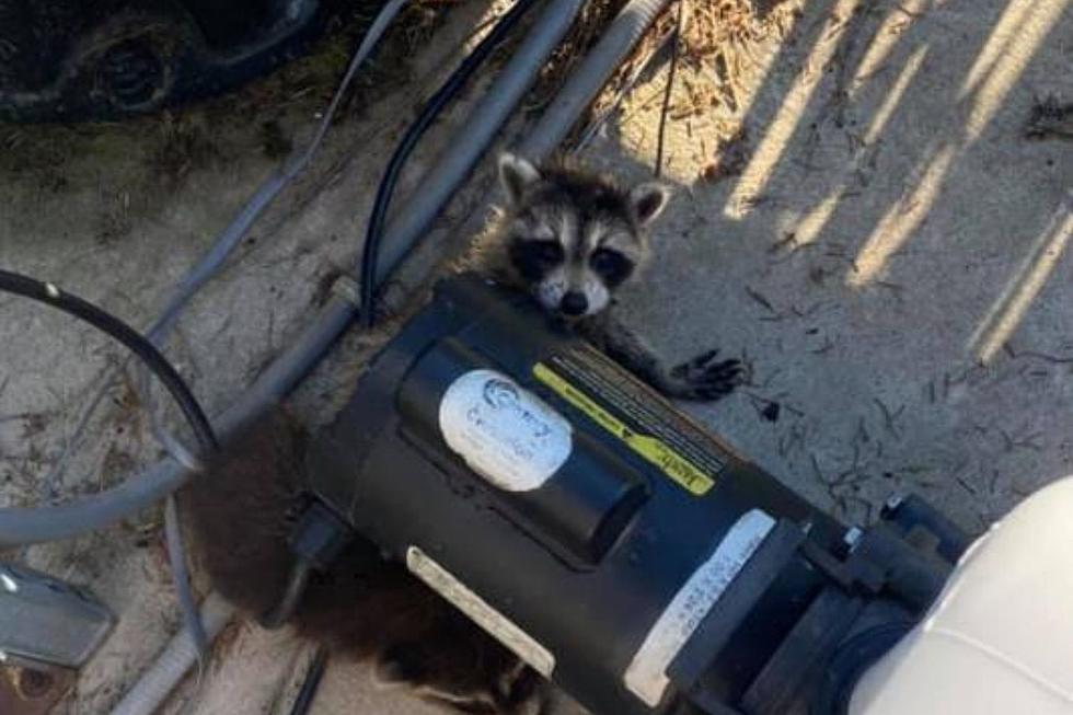 LOOK: Two Adorable and Beautiful Berkshire Baby Raccoons Ready to Melt Hearts
