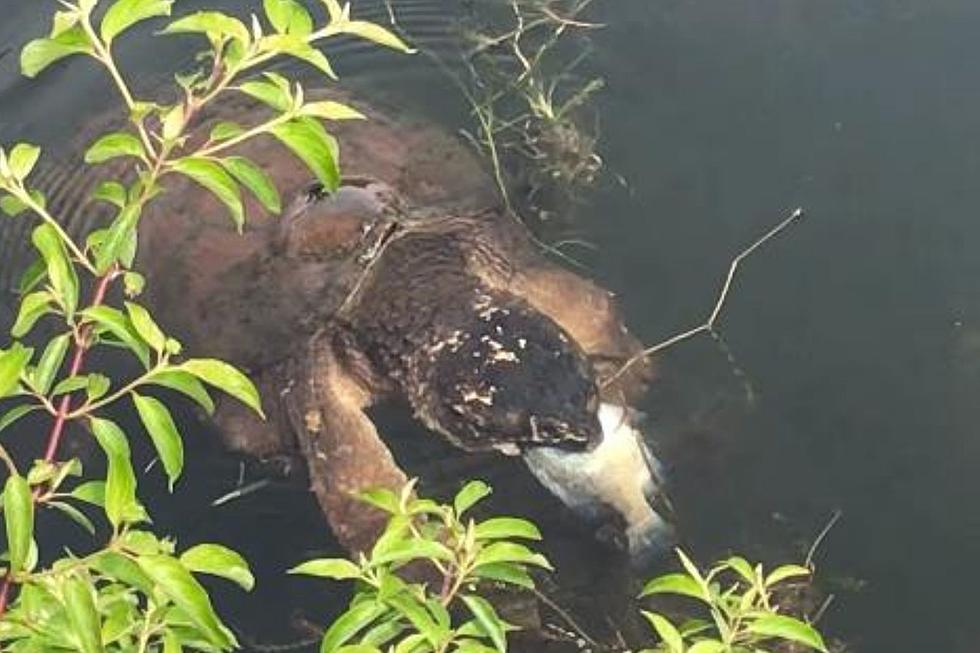 WOW! This Massive Berkshire Snapping Turtle Could Devour You (VIDEO)