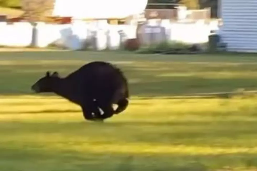 WATCH: Speedy Bear Seen Scampering in Nearby Berkshire Town