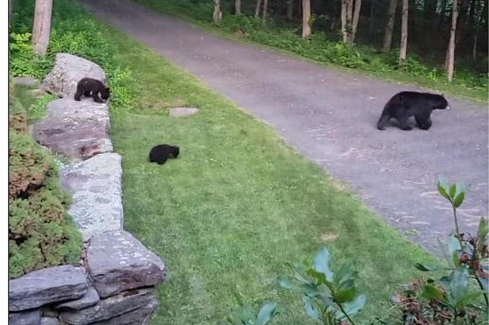 LOOK: 3 Cute Bears Trot Across Driveway in Nearby Berkshire Town (VIDEO)