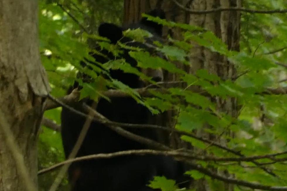 WOW: Small Black Bear Zooms Up and Down Tree in Becket (VIDEO)