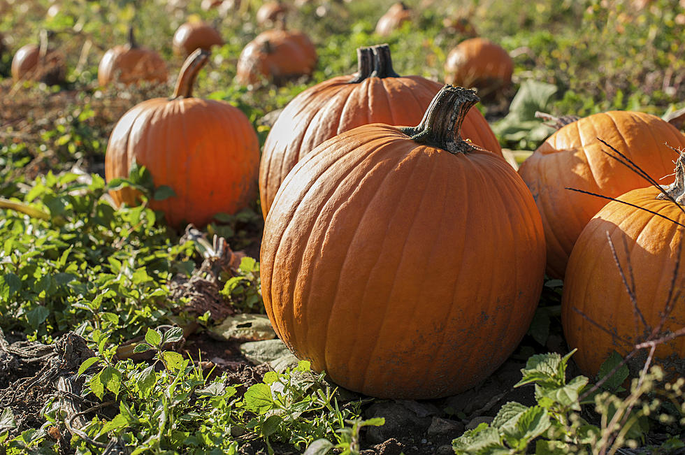 This Massachusetts City Makes National Top 10 For Pumpkin Lovers