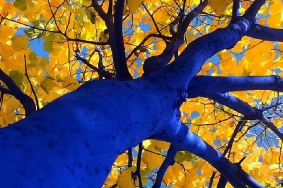 Have You Seen Blue Trees in Massachusetts? What Does This Mean?