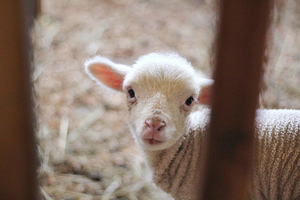 Some Berkshire Baby Animals are Excited to Meet Your Little Ones