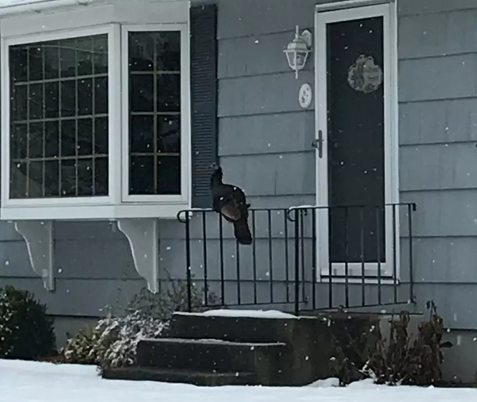 There Have Been Numerous Wild Turkey Sightings In The Berkshires
