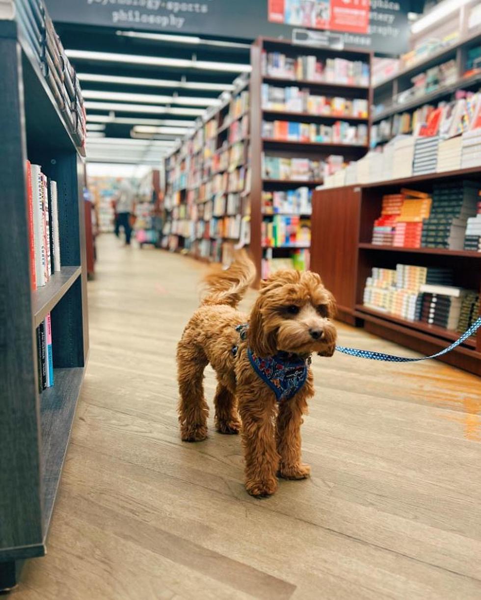 Can MA Residents Bring Their Dogs While They Are Shopping?