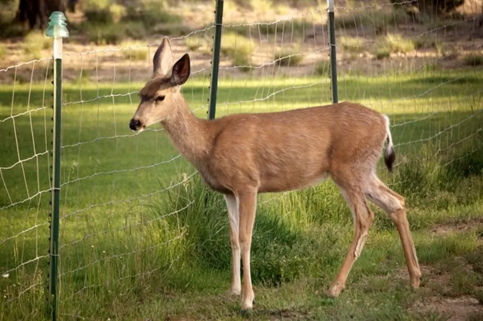 Doe Saved From Adams Flood Chute