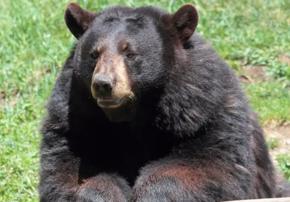 Have You Had An Experience With A Bear Here In the Berkshires?