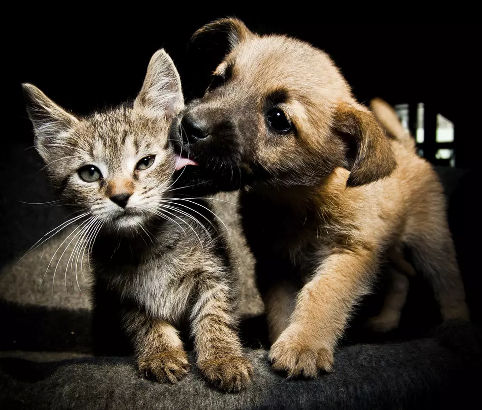North Adams OKs Ban On Pet Stores Selling Puppies & Kittens 