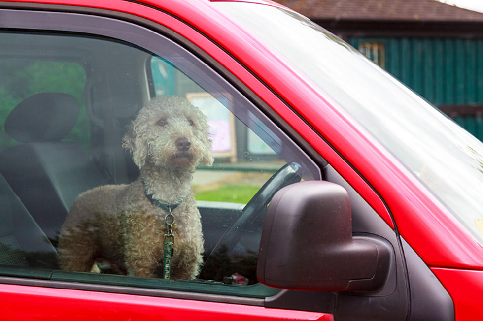 Dog + Car + Heat = Distress…You Can Legally Break a Window…