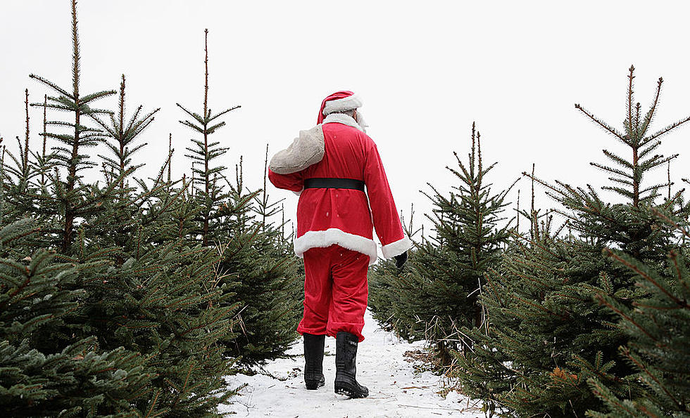 Feel the Joy…Cut your Own this Holiday…Christmas Tree Farms in the Berkshires…