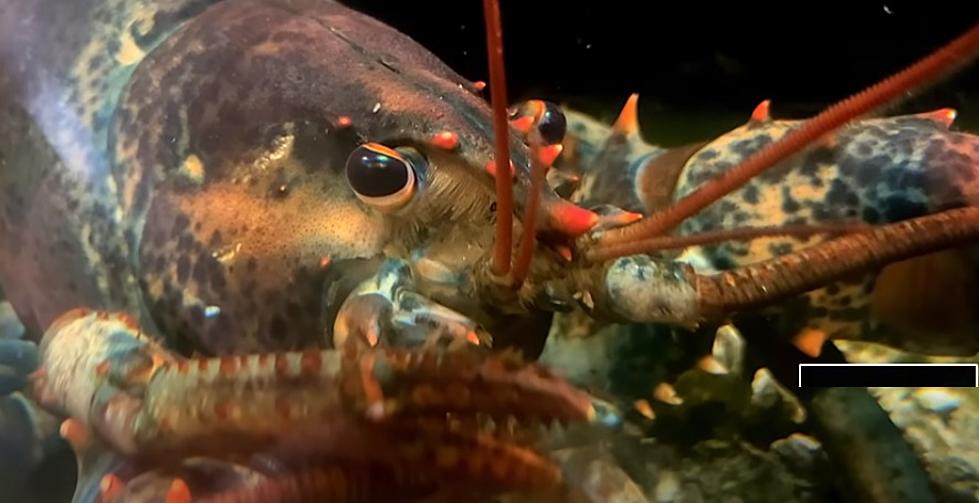 Can You Keep A Grocery Store Lobster As A Pet In Massachusetts?