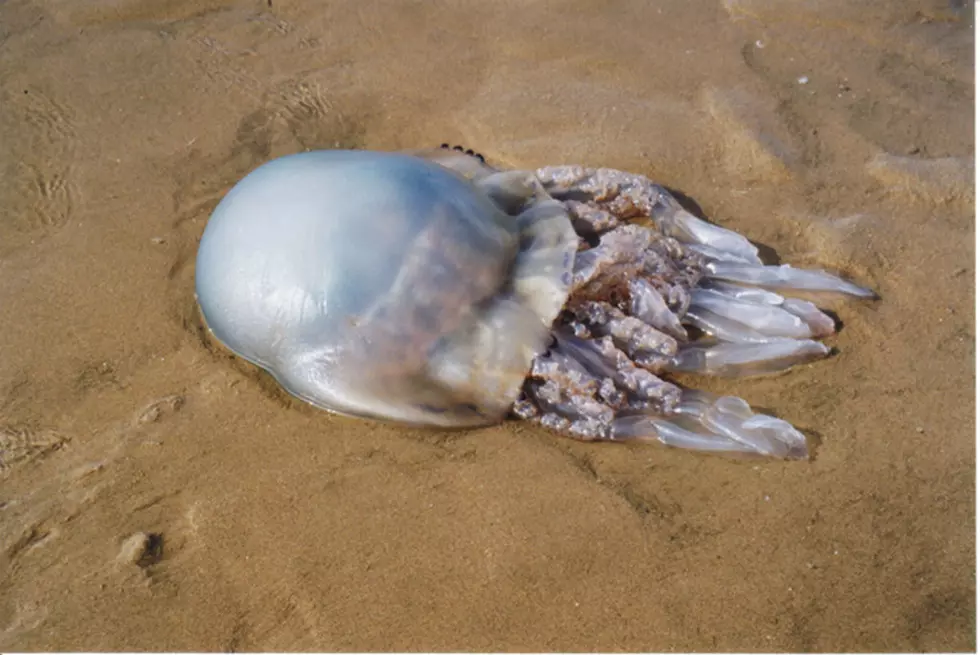 What Dangerous Creature Caused The Closing Of Some Mass. Beaches?