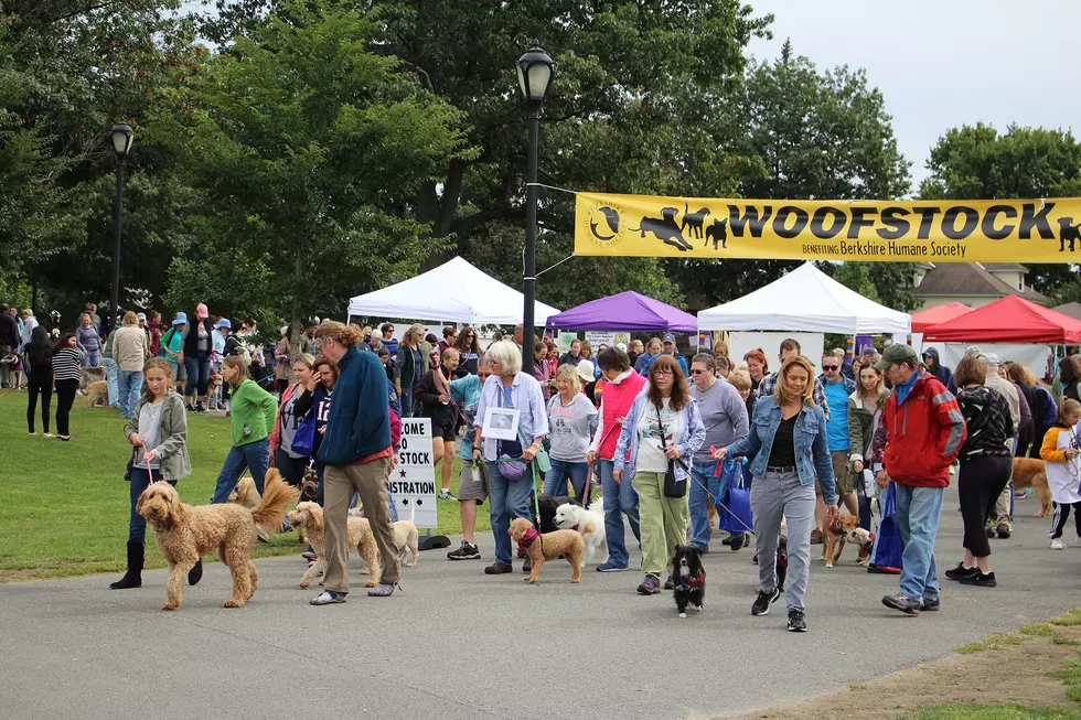 WOOFSTOCK 2019 AT THE COMMON IN PITTSFIELD