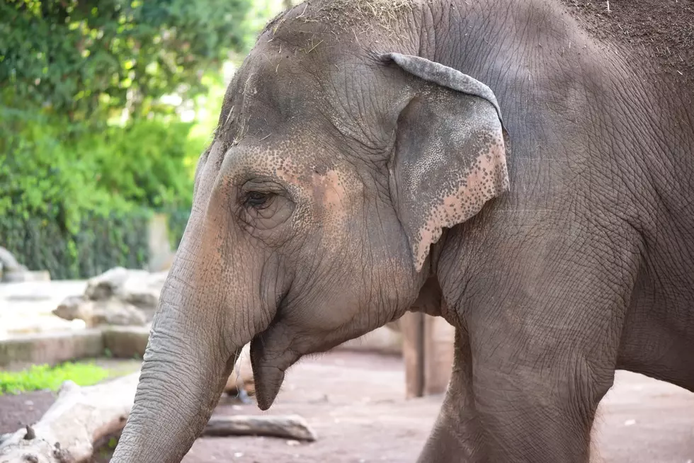 Big E Elephant Dies; Organizers Say of Natural Causes