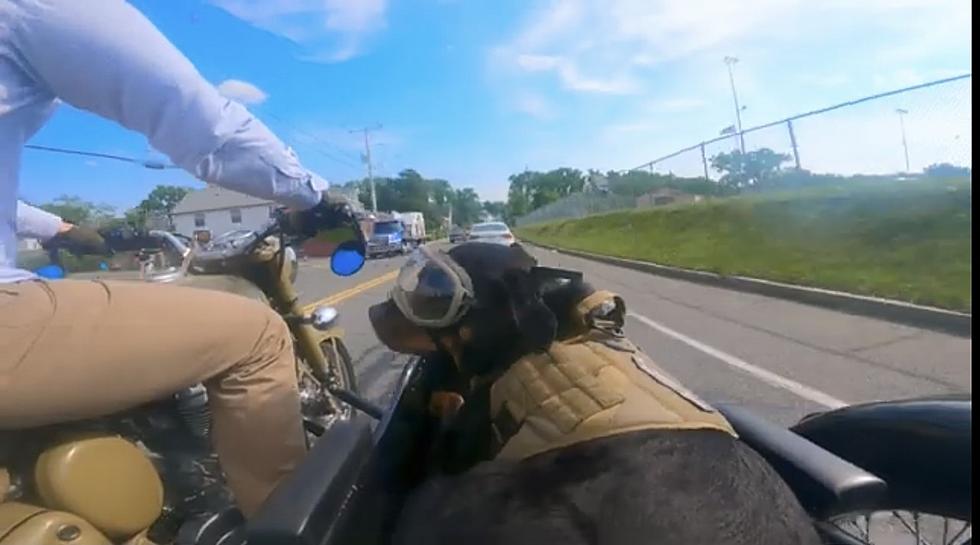Watch Local Man and His Rottweiler Take a Cruise