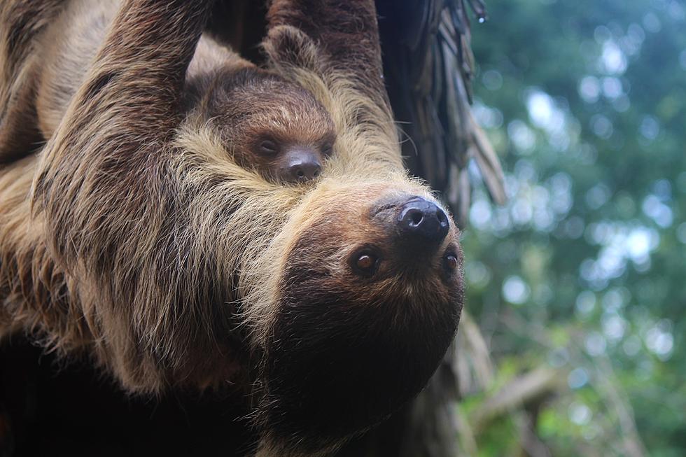 Feed Sloths Breakfast in a Wild Experience at this Massachusetts Zoo