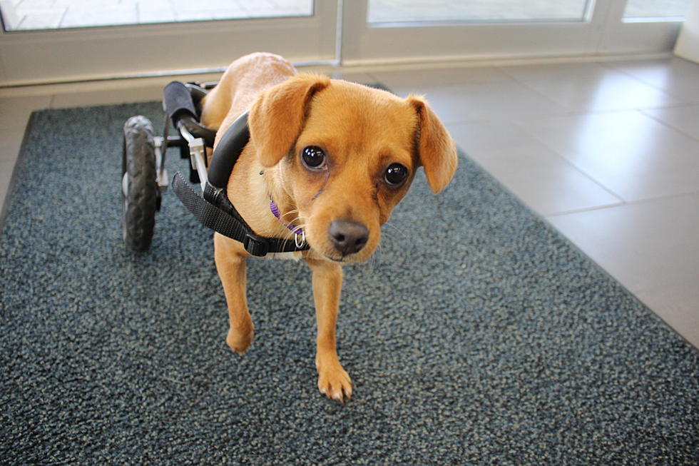 Haddad Subaru Gets This Paralyzed Dog Its Own Wheelchair