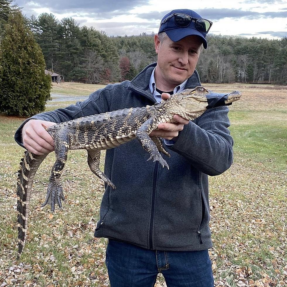 Long Hunted Alligator Captured in Western Massachusetts River