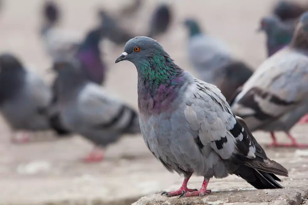 It's Illegal to Do This to Pigeon in Massachusetts
