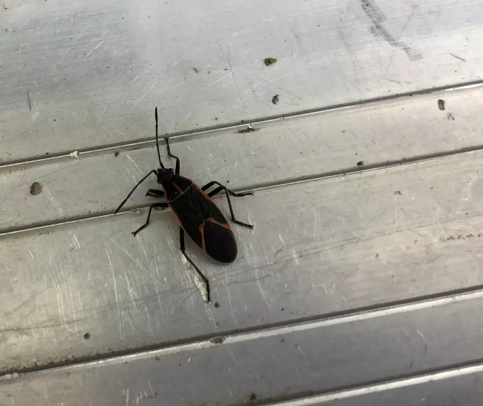 What Are These Bugs Pestering Massachusetts?