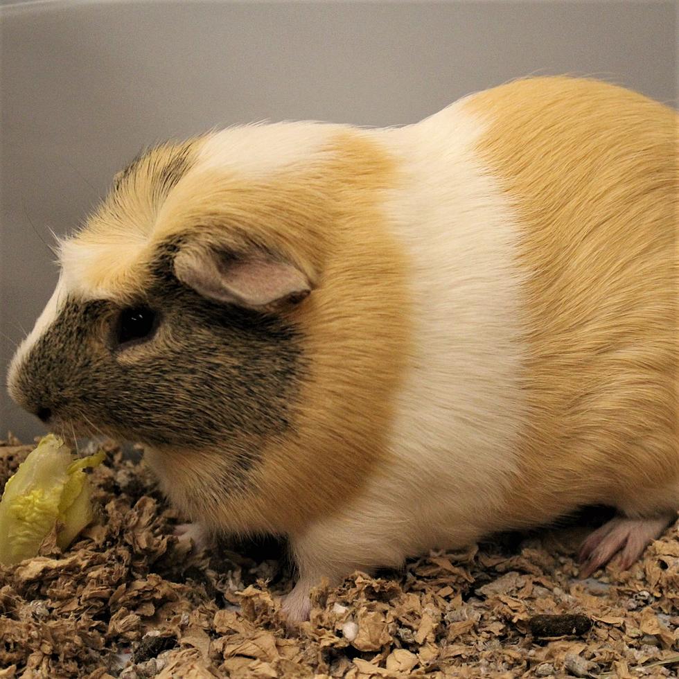 Berkshire Humane Society Pet(s) of the Week: Meet Hammy & Porky