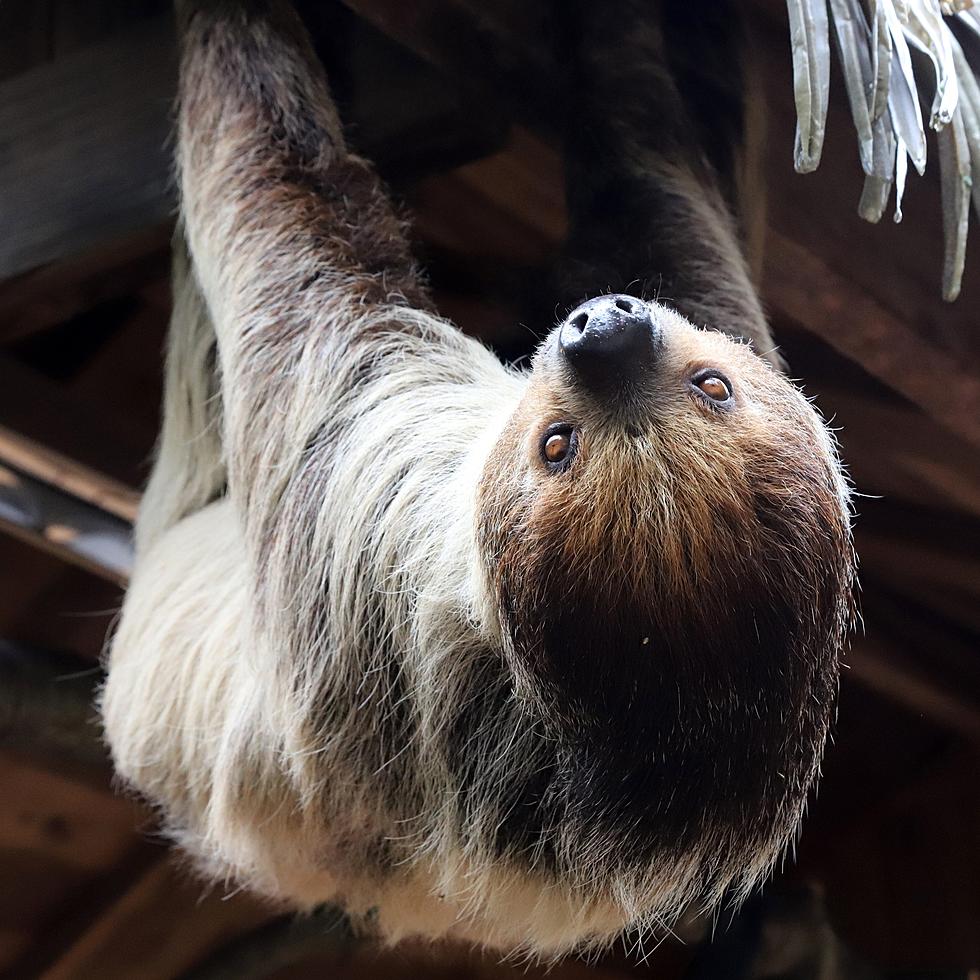 Wild, Unique Sloth Experience is a Must See on Your MA Road Trip