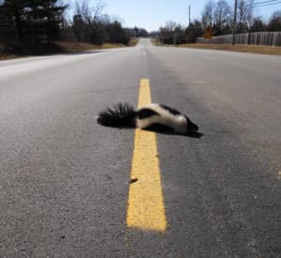 Who Is Legally Responsible For Removing Roadkill In MA?