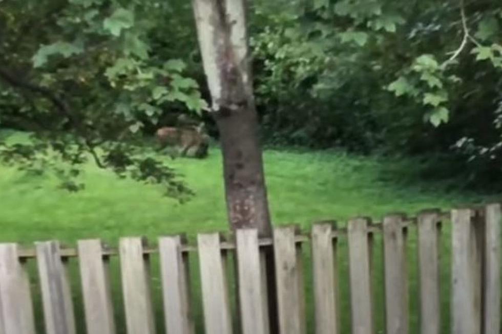 Watch: Scared Woodchuck Struggles from Bobcat&#8217;s Mouth in Mass. Yard