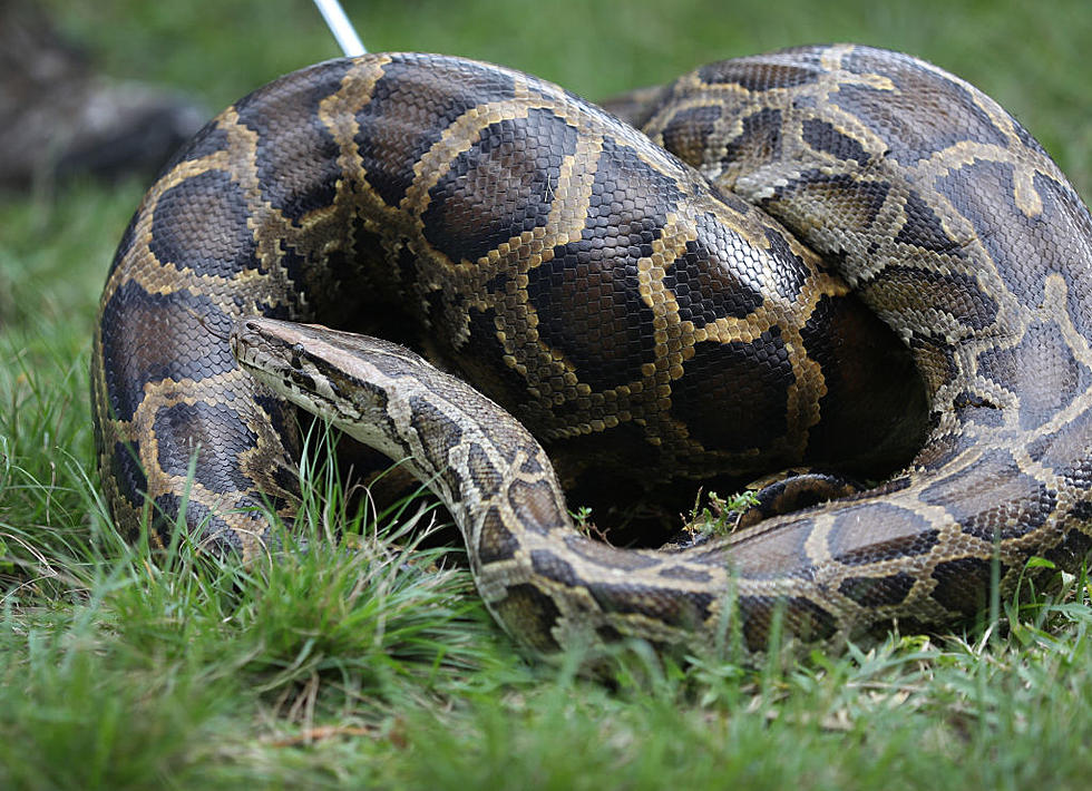 Big Burmese Pythons Heading North…Will They Invade Massachusetts?