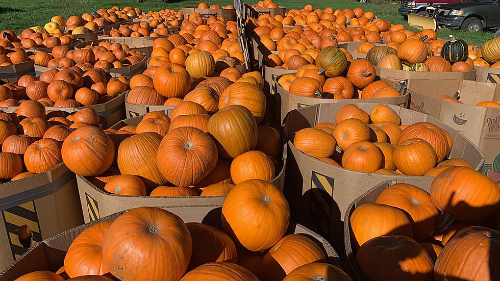 The 10 Best Places To Go Pumpkin Picking In Massachusetts