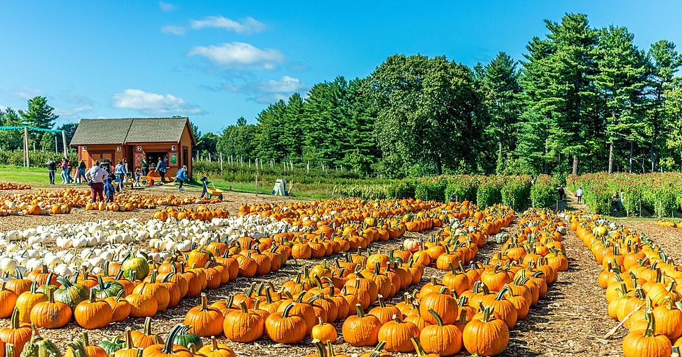 WOW: Over 40,000 Pumpkins Grow at This Pumpkin Patch in Massachusetts