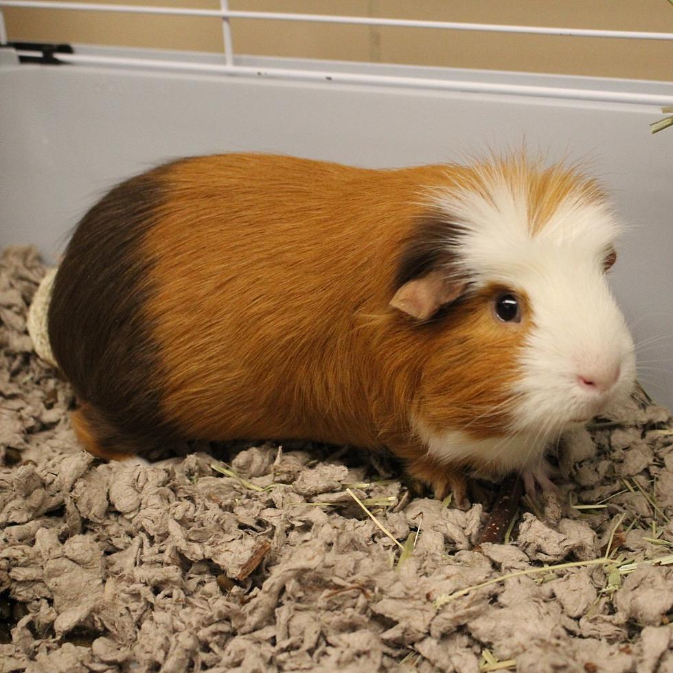 Berkshire Humane Society Pet of the Week: Meet Gizmo
