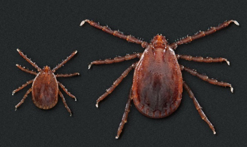 Deadly New Tick Species Found In Massachusetts
