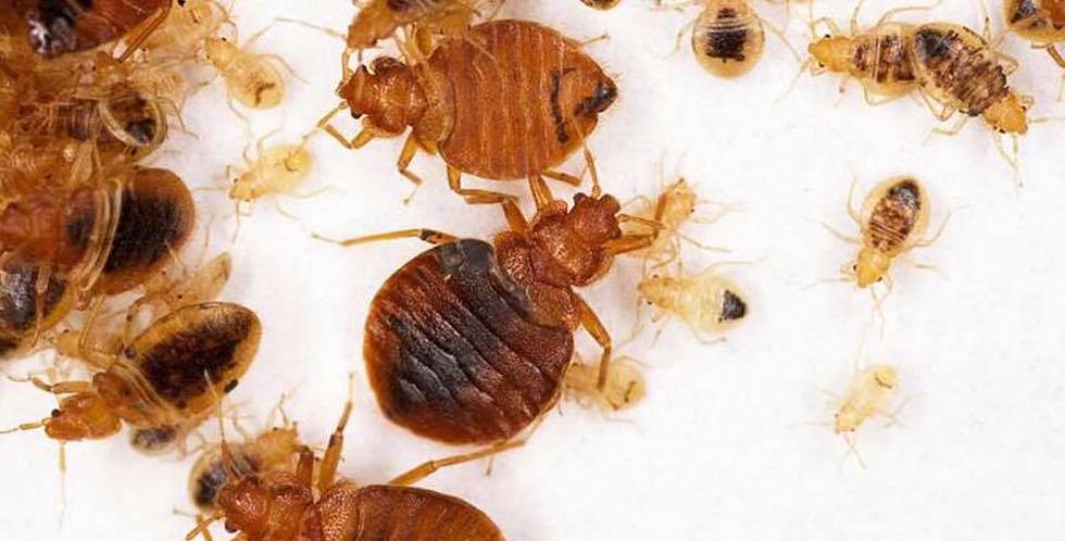 Experts Warn About Disgusting Pest Spreading Across Massachusetts